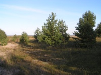 2007